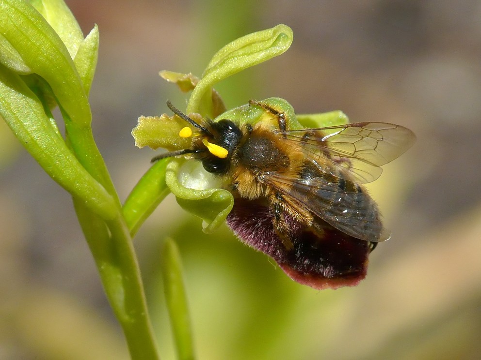 Quale andrena ?  Andrena nigroaenea e Andrena sp.